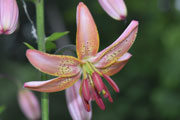 Sweet Betsy- floret